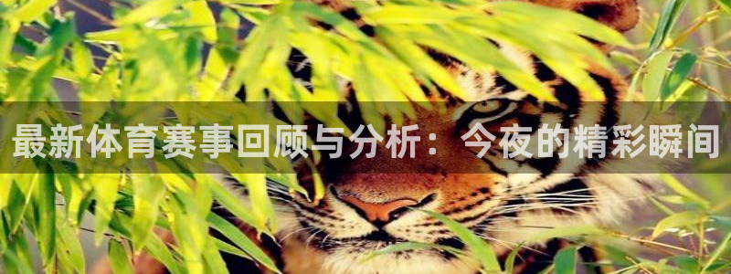 河豚nba直播官网：最新体育赛事回顾与分析：今夜的精彩瞬间
