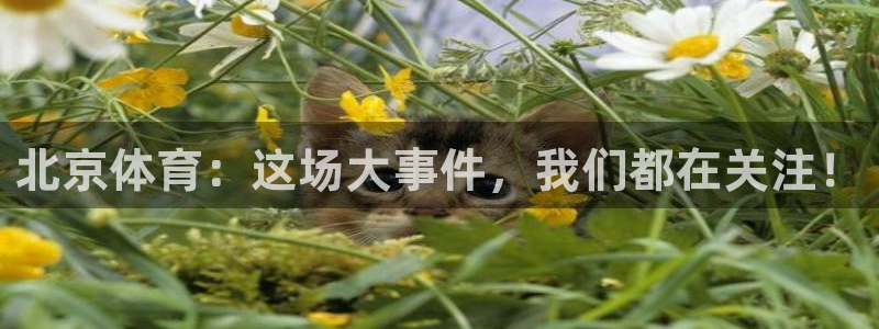 河豚直播nba：北京体育：这场大事件，我们都在关注！